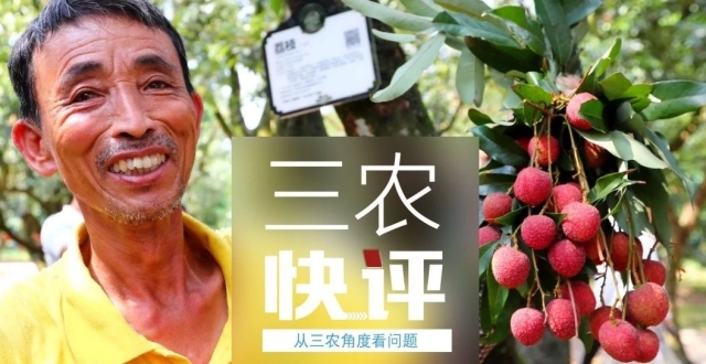 栽荔枝树代替办酒席，移风易俗不妨先立后破！_腾讯新闻