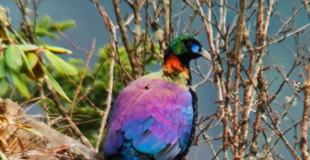 四川出现