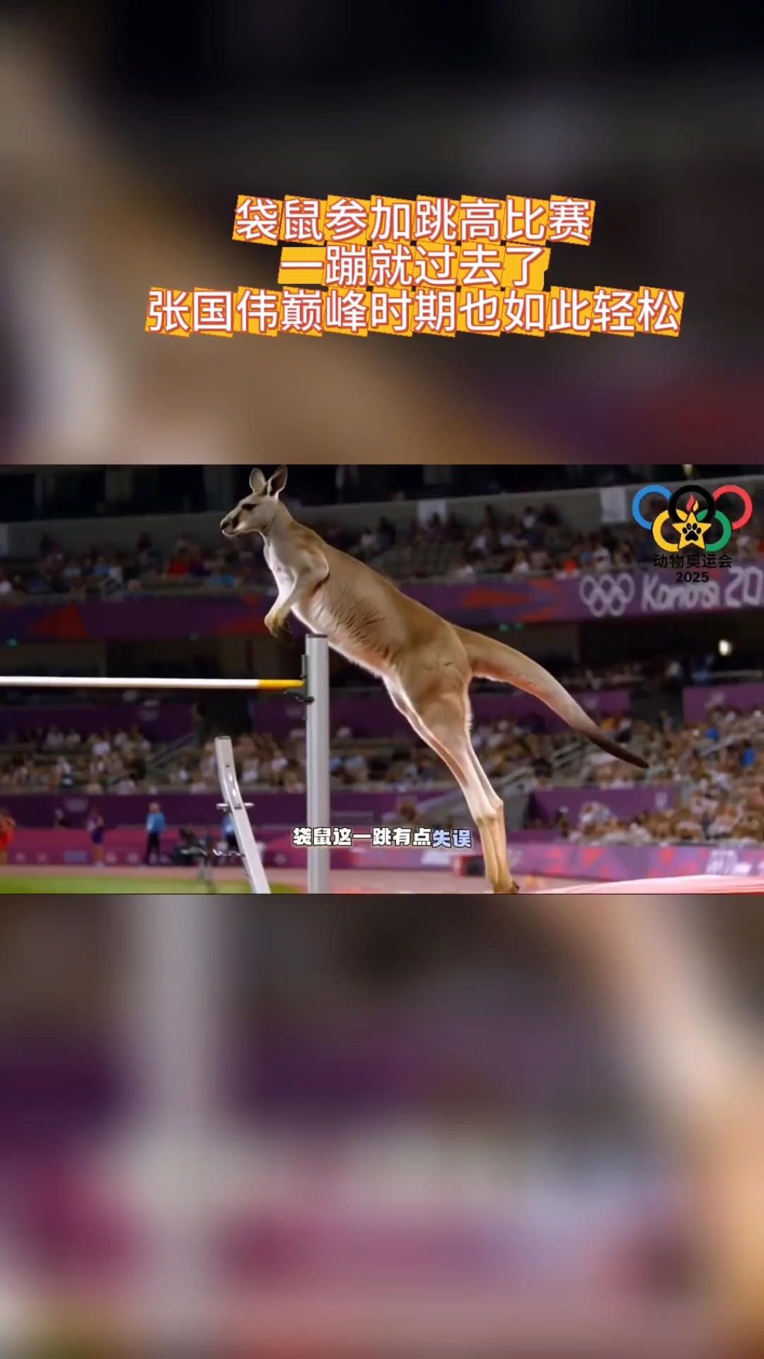 袋鼠参加跳高比赛!轻轻一蹦就过去了,张国伟巅峰时期也如此轻松