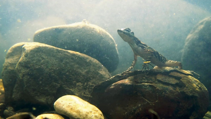 安乐蜥的高能大逃杀