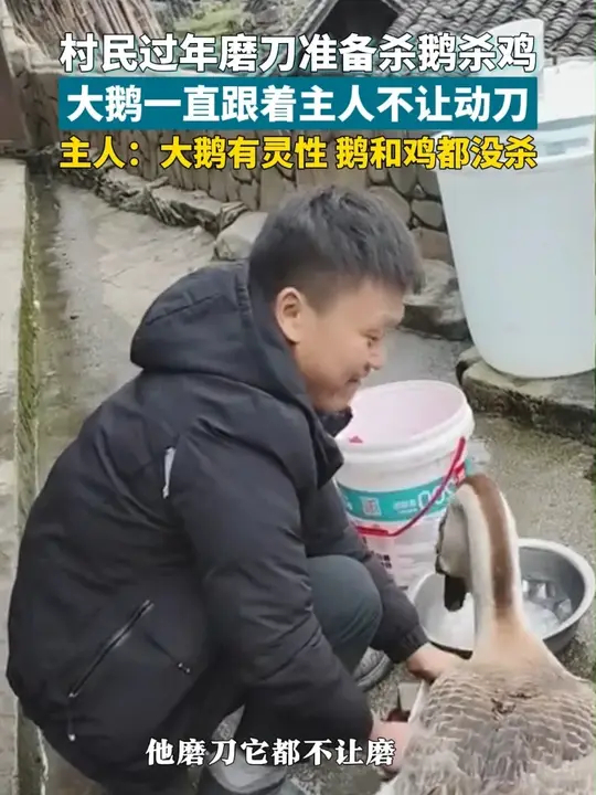村民过年准备杀鹅杀鸡，大鹅一直跟着主人不让动刀，主人：大鹅有灵性，鹅和鸡都没杀_腾讯新闻
