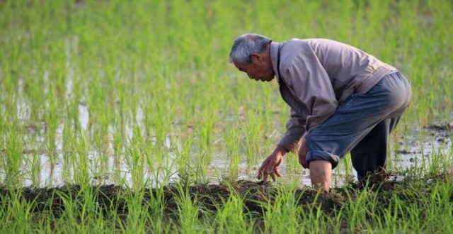 农民交公粮能否视同缴社保