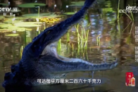 湾鳄栖息于咸水和半咸水湿地，它们是鳄鱼中咬合力最强的_腾讯新闻