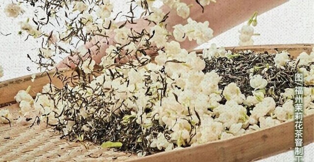 闽人智慧丨福州茉莉花茶：九月成茶，满杯芬芳_腾讯新闻