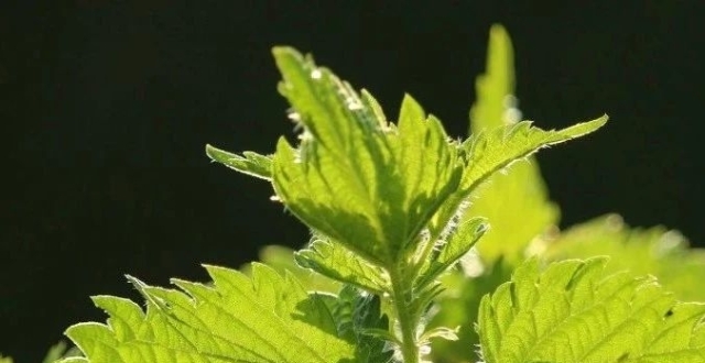 万物有灵 | 最有营养的刺客——荨麻_腾讯新闻