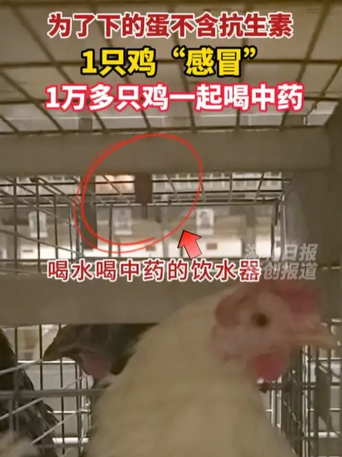 为了下的蛋不含抗生素，1只鸡“感冒”，鸡舍内1万多只鸡一起喝中药_腾讯新闻