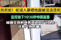 热死蛇！蛇误入暴晒地面被活活烫死，监控拍下惨剧画面，极端炎热时地表可达80°C以上，注意户外防暑！_腾讯新闻