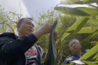 箬竹的叶子，叶片宽大柔韧、气味清香，是遂昌人致富的黄金叶_腾讯新闻