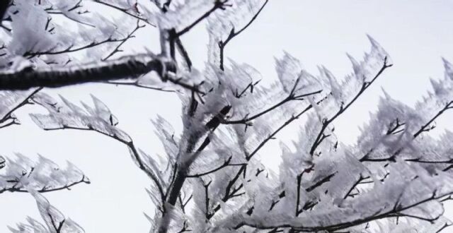 天寒地冻，黑麋峰雾凇上线｜组图_腾讯新闻