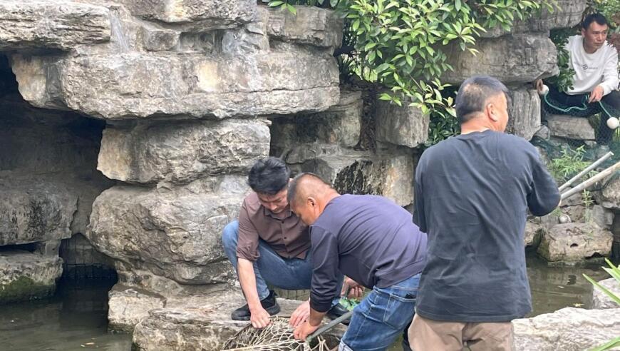 啥？3只卡皮巴拉竟集体“越狱”，不想上班啦！