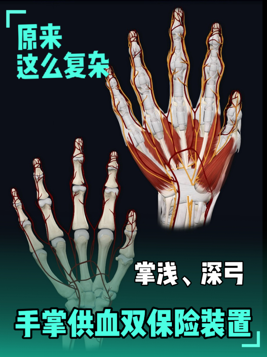 手指供血的保险装置：掌浅弓和掌深弓。 _腾讯新闻