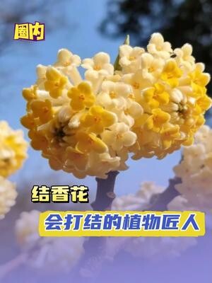 结香花是名副其实的有钱花_腾讯新闻