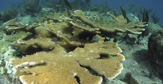 31℃海水“慢炖”40天，佛罗里达两种造礁珊瑚“功能性灭绝”缩略图