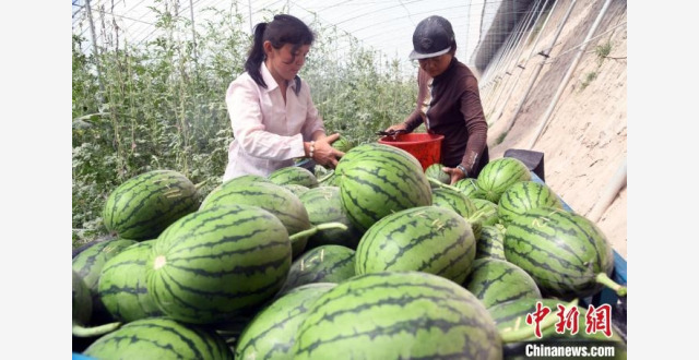 新疆喀什地区多种大棚瓜果“抢鲜”上市_腾讯新闻