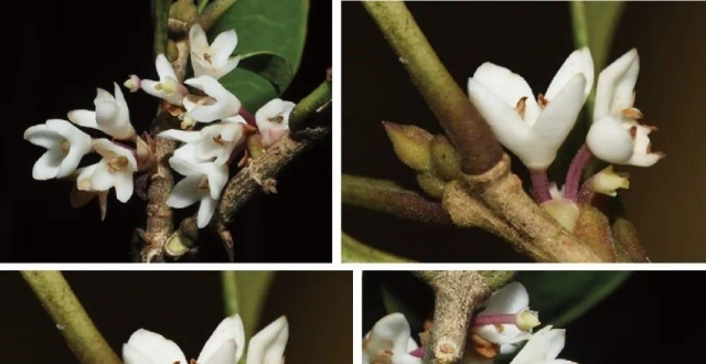 “消失”近百年的毛柄木樨成功“复活”，你闻过这种桂花香吗？_腾讯新闻