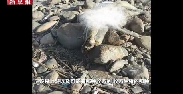 金沙江香格里拉段再现死猪，当地环保部门回应_腾讯新闻