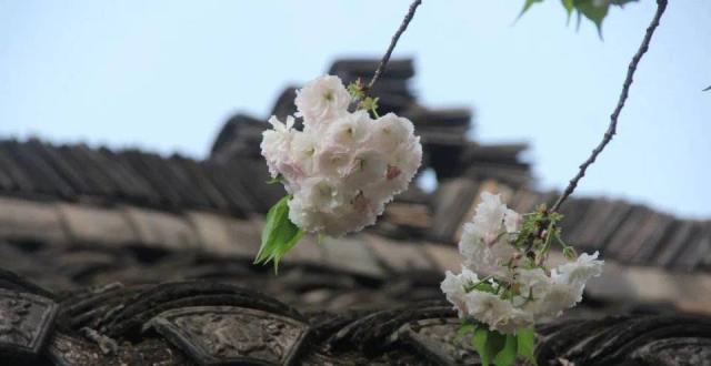 四川新认定一级名木1株，是郭沫若故居后花园的日本晚樱_腾讯新闻