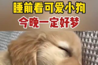 可爱小狗治愈一天的疲惫，晚安~_腾讯新闻