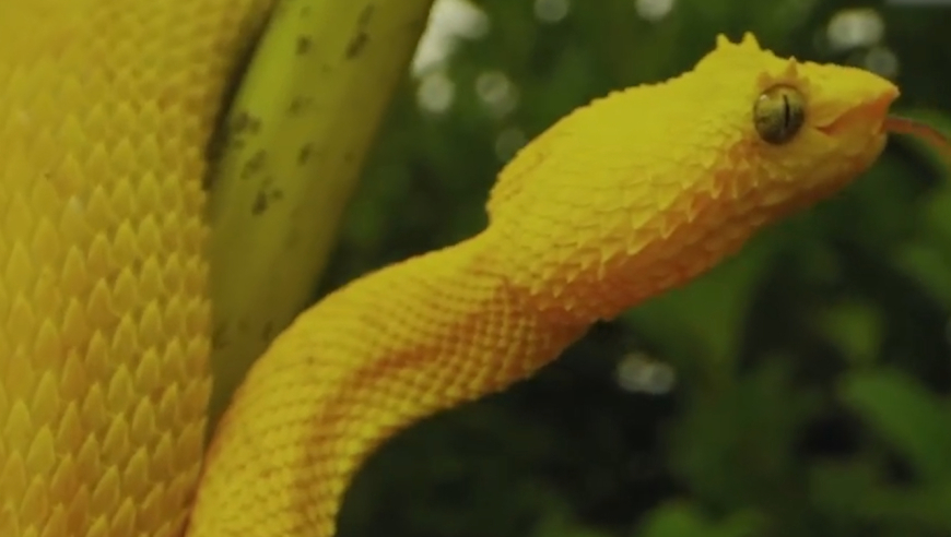 睫角棕榈蝮是华丽而凶残的伪装者,被它咬伤可不是闹着玩的