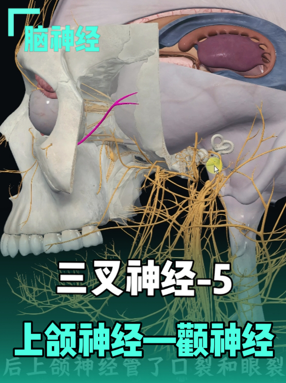 三叉神经-5：上颌神经—颧神经 _腾讯新闻