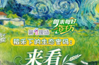 季节性特产——禾虫，你吃过吗？在珠海斗门，“水稻+禾虫”的立体套养模式，让稻田既能产出生态大米，又能养殖高经济价值的禾虫，通过人工模拟潮汐，养殖户不再“靠天吃饭”，稳产后，每亩年收益可36000元，“一个种、一条虫、一粒米”为乡村振兴注入新活力_腾讯新闻