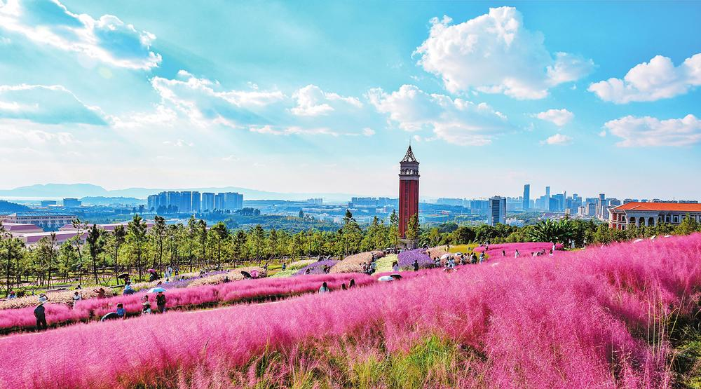 粉黛乱子草盛开 云南大学云山如诗如画