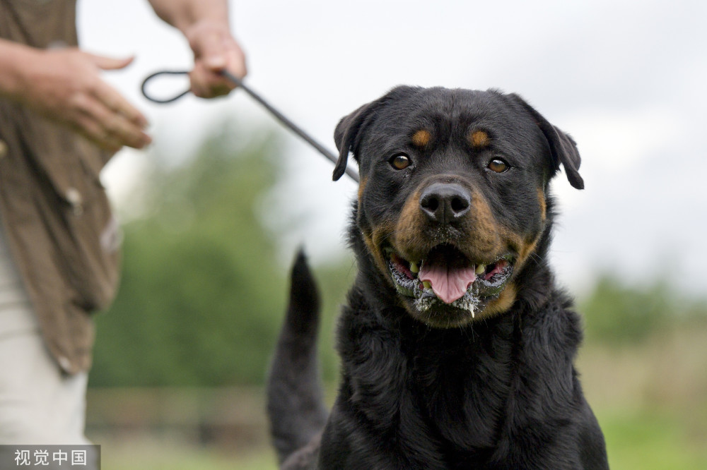 咬伤2岁女童的"罗威纳犬"在北京能养吗?_腾讯新闻