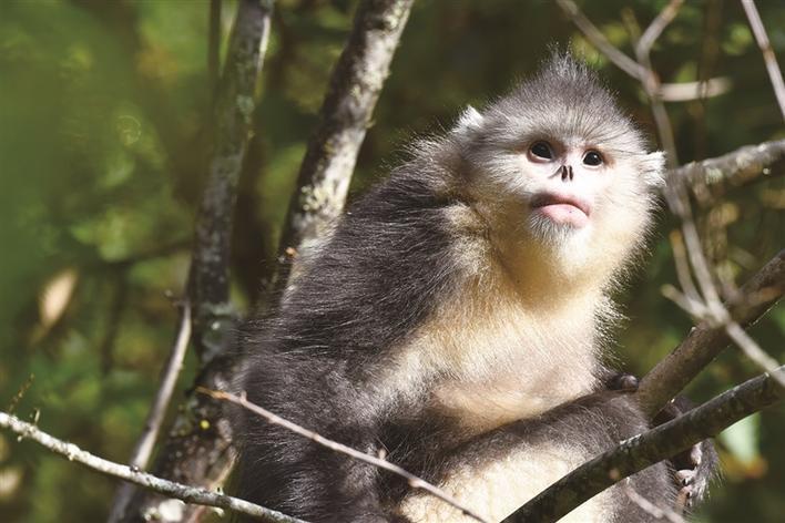 "国宝"滇金丝猴种群从回归到壮大之路_腾讯新闻