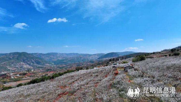 三月富民县"上春山"赴一场樱桃花之约_腾讯新闻
