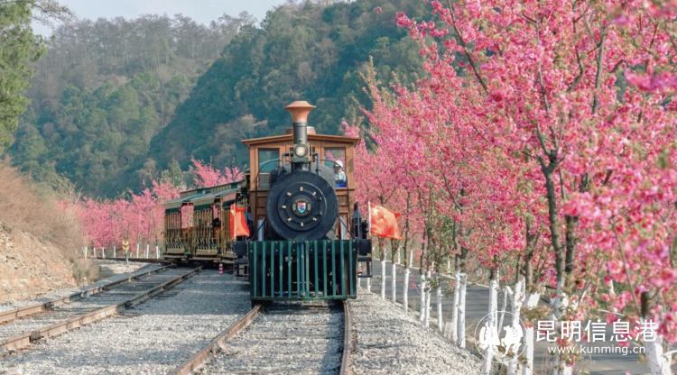 寻甸县"寻游四季61浪漫花海旅游季"启动 五大活动体验春花浪漫奇妙