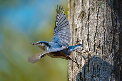 宣威宝山镇:䴓(shī)鸟营巢忙_腾讯新闻