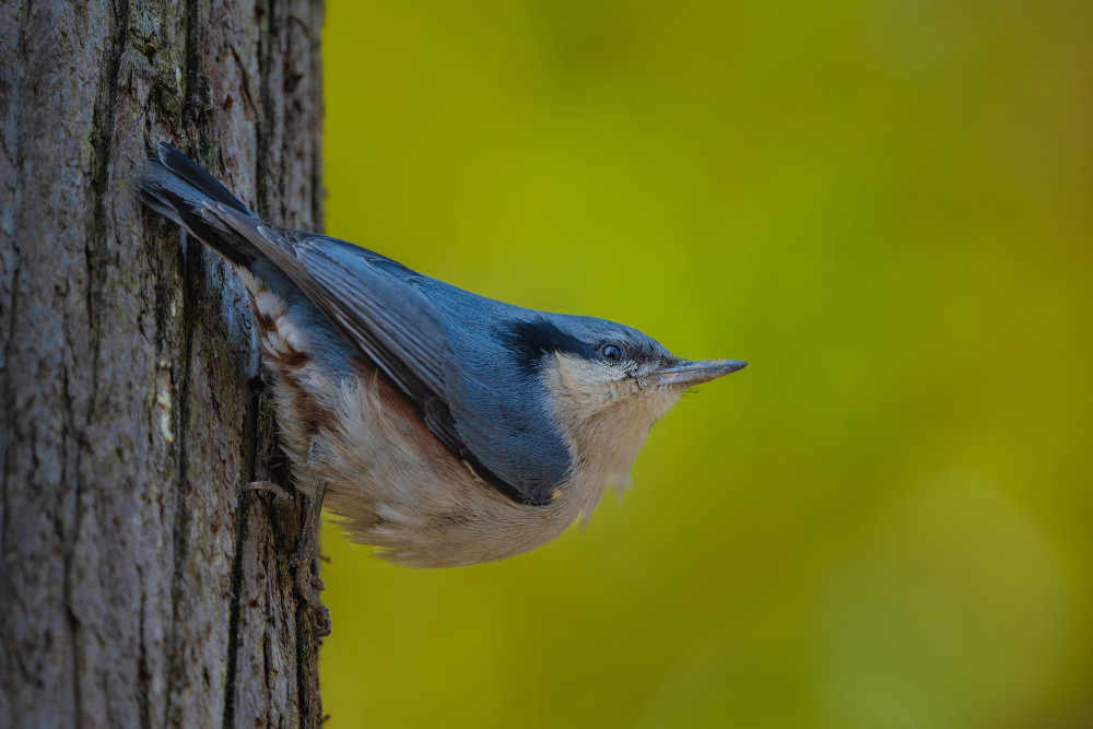 宣威宝山镇䴓shī鸟营巢忙
