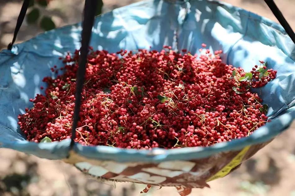 【甘快看】秦安:大红袍花椒点燃舌尖上的"热辣"_腾讯新闻