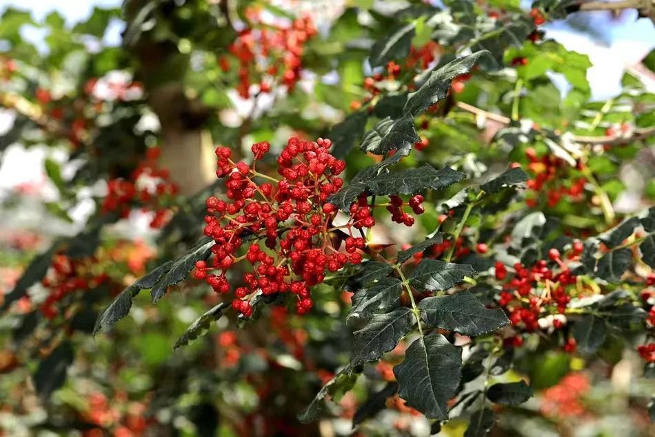 【甘快看】秦安:大红袍花椒点燃舌尖上的"热辣"_腾讯新闻