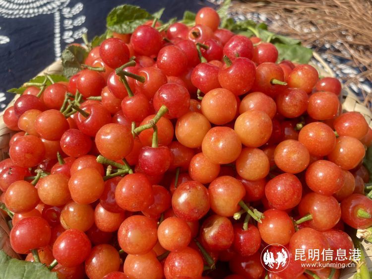 昆明市富民县樱桃季拉开序幕 采摘尝鲜正当时_腾讯新闻