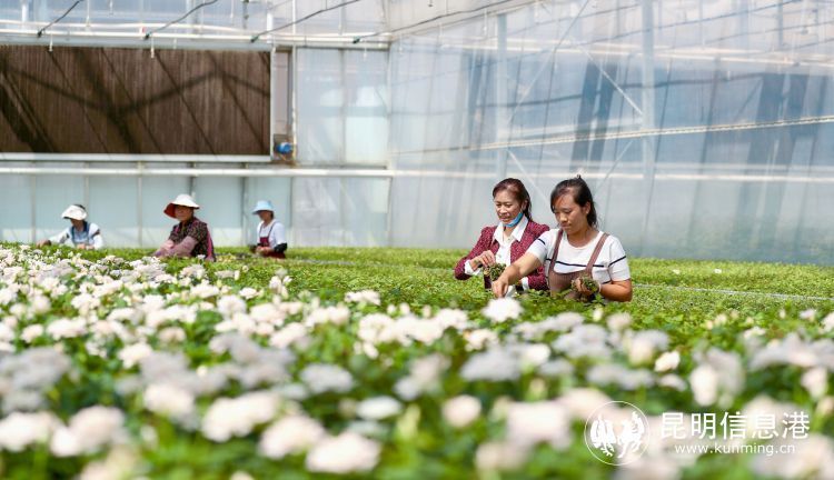 发布76个月季研发新品 呈贡区斗南花卉产业加快提质升级步伐