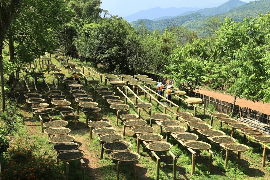 国际茶日 | 云南镇沅八大茶区:山山有不同 季季有佳色