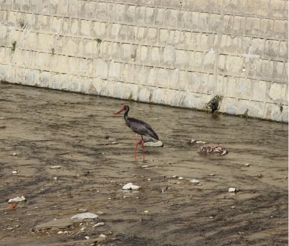在凤庆县郭大寨乡首次发现易危野生动物蟒