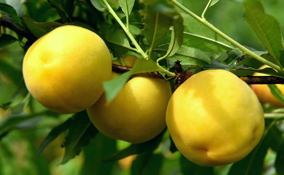 镇雄:桃满枝头 黄金果抢"鲜"上市