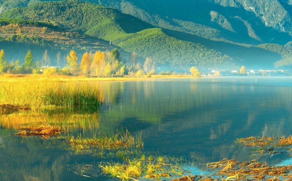 一湖花开 皆是美好 海菜花与丽江泸沽湖的奇妙"邂逅"