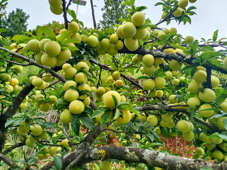 有一种叫云南的生活 | 保山龙陵平达乡:夏日山间野果甜