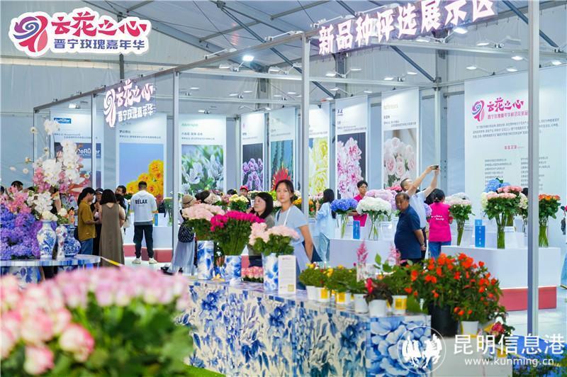 "云花之心61晋宁玫瑰嘉年华"7月11日启幕 共赏玫瑰盛宴