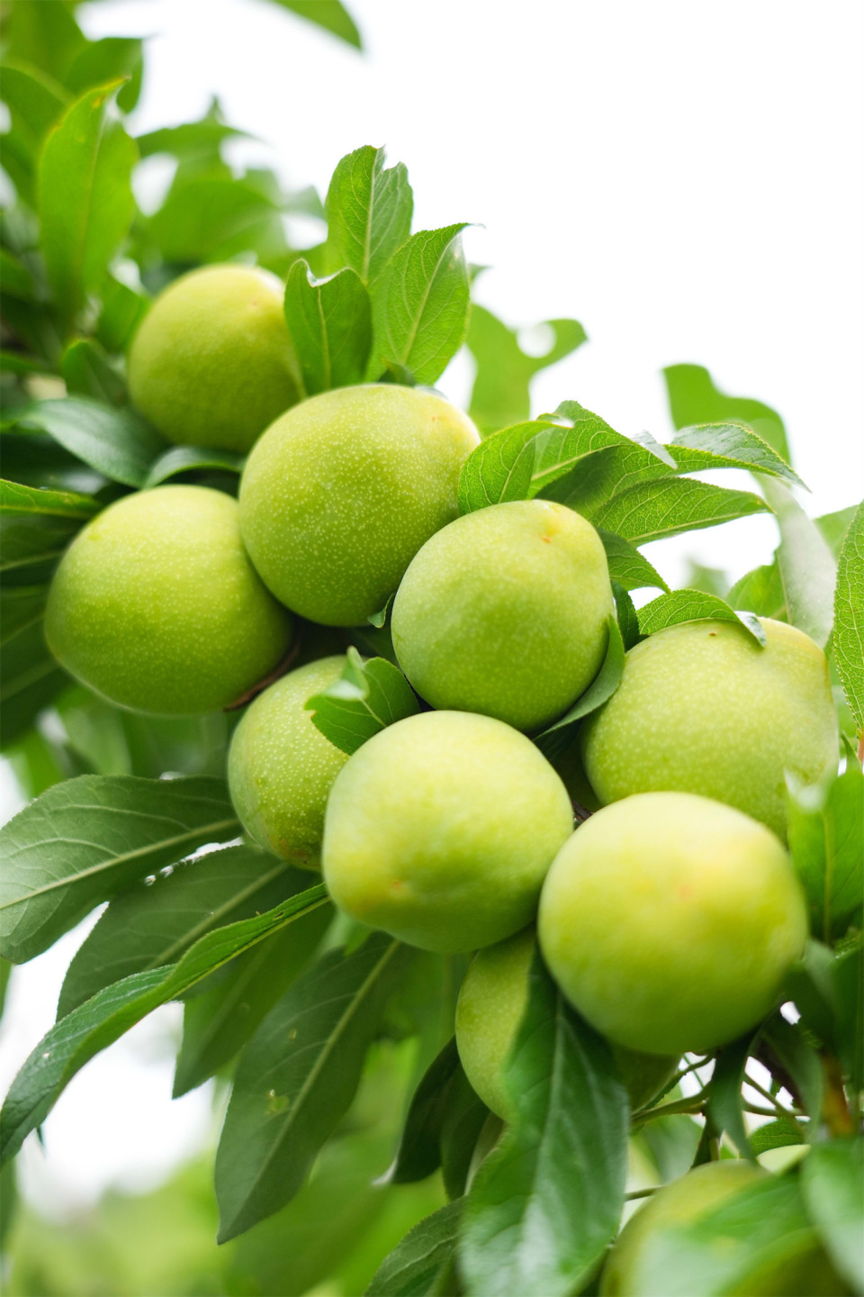 泸水李子成熟挂满枝尝鲜采摘正当时