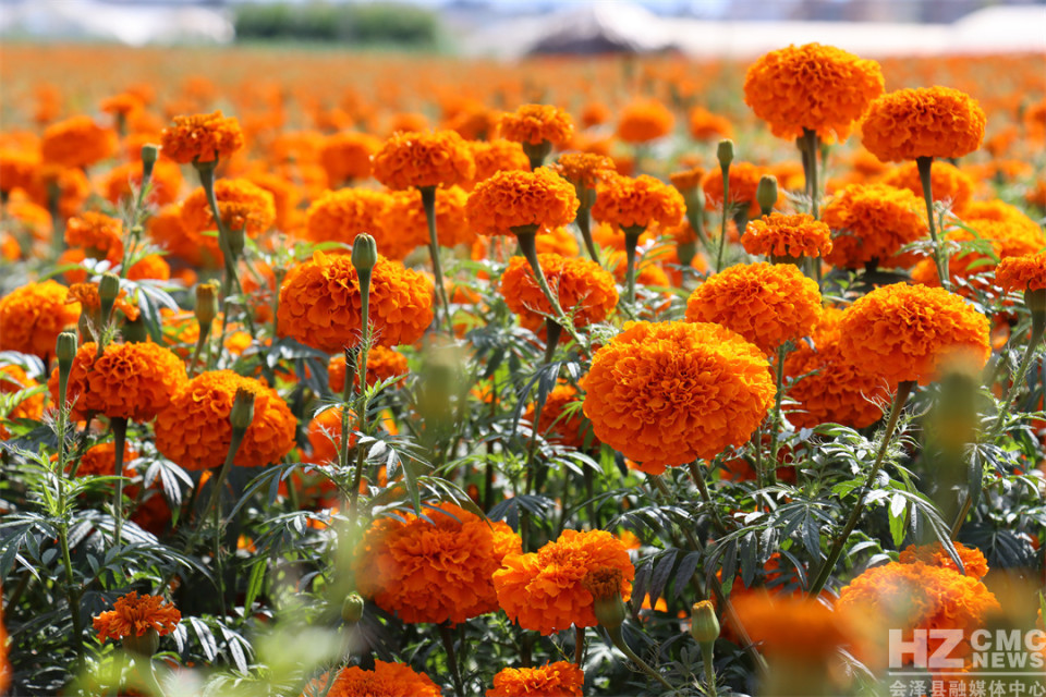 走进会泽县者海镇拖木的万寿菊种植基地,大片金黄色的万寿菊竞相绽放
