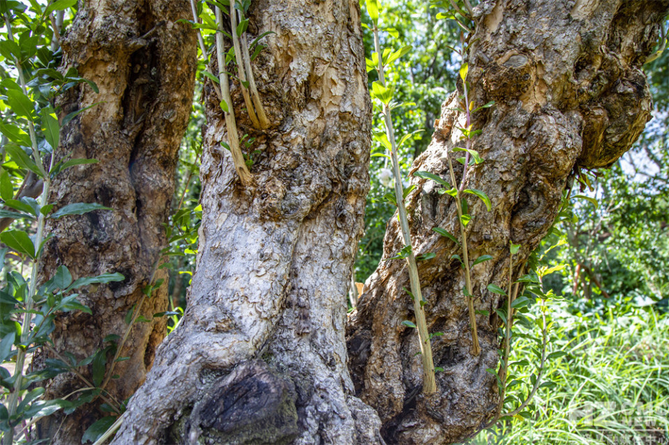 探寻会泽盐水石榴古树王