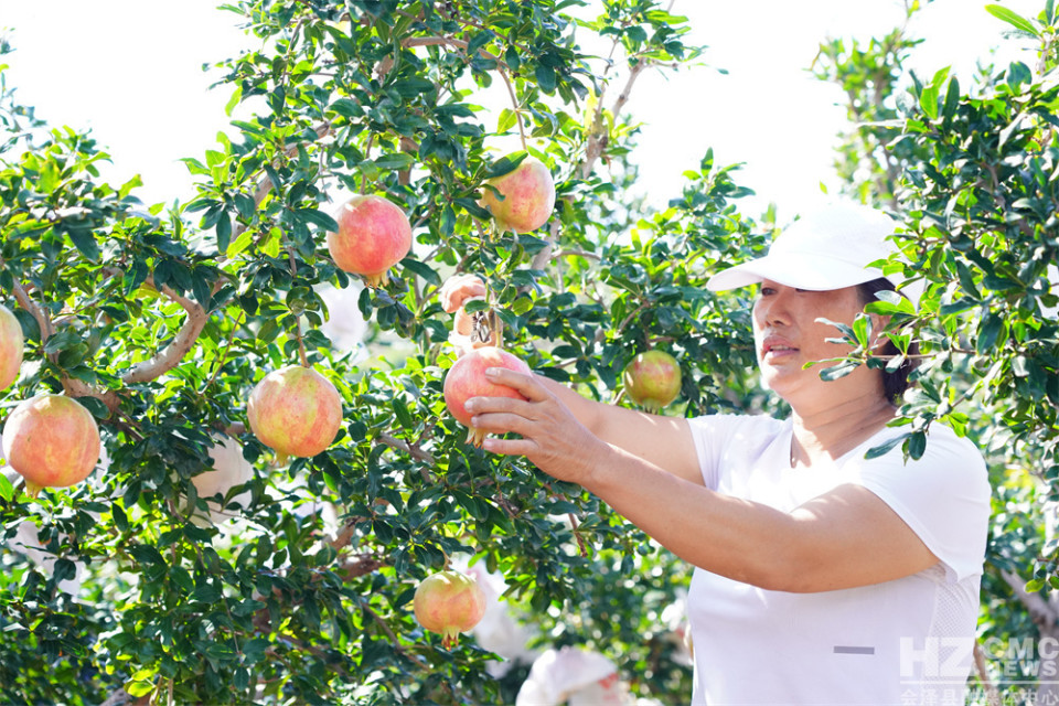 探寻会泽盐水石榴古树王