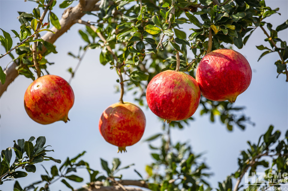 探寻会泽盐水石榴古树王