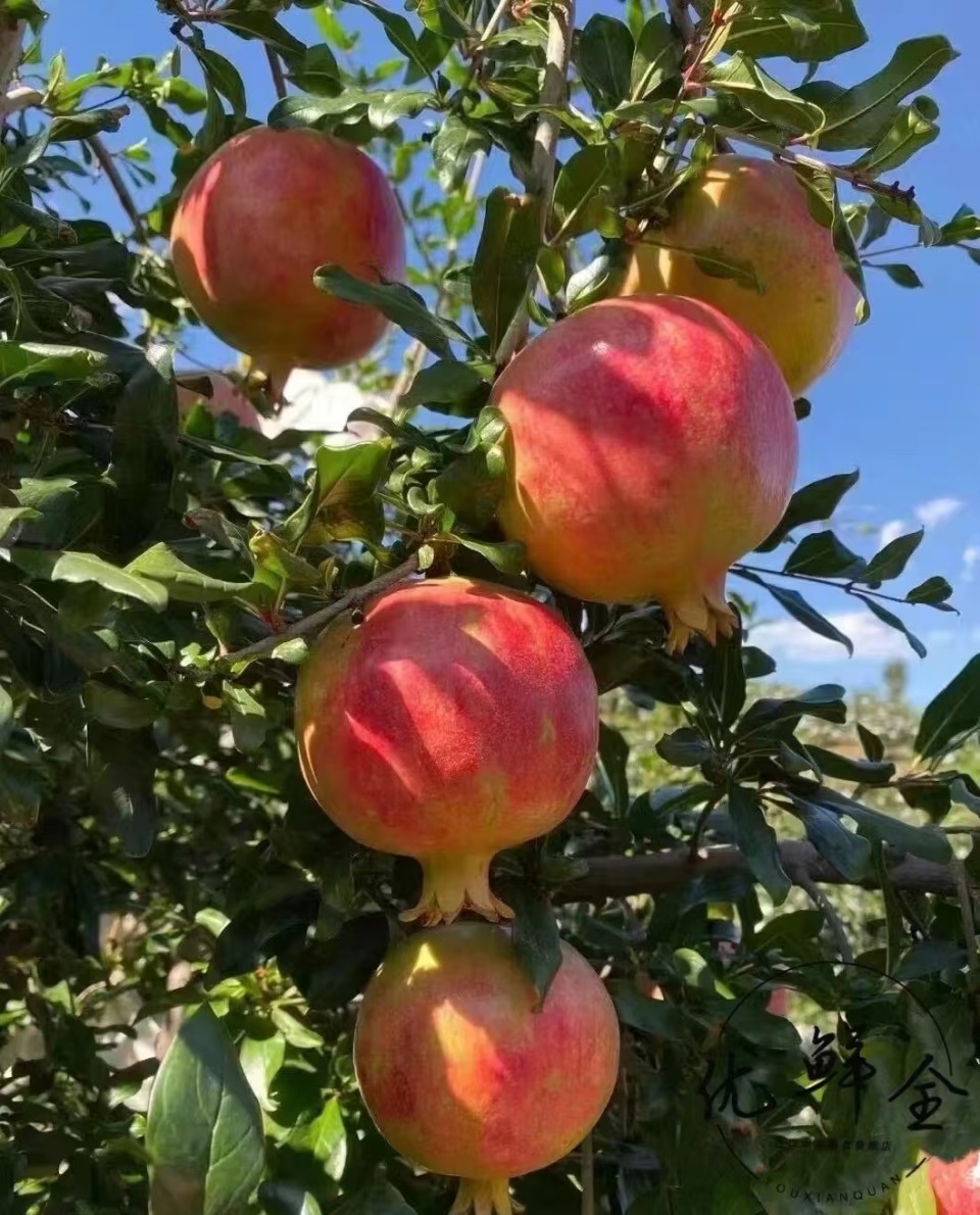 探寻会泽盐水石榴古树王