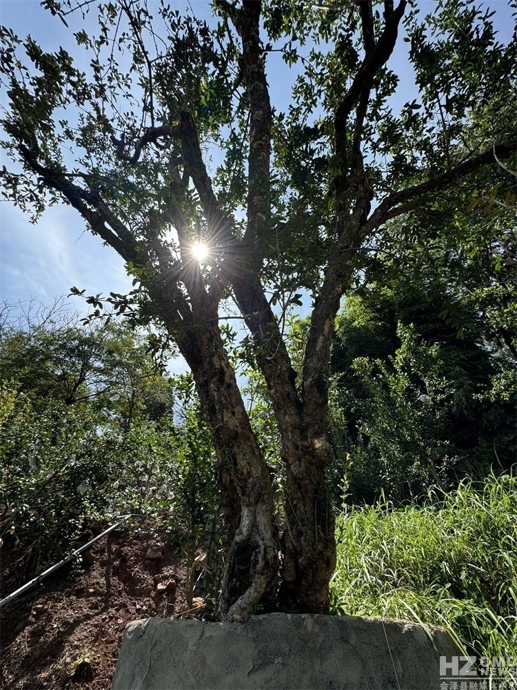 探寻会泽盐水石榴古树王
