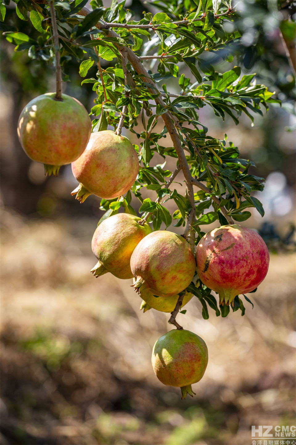 探寻会泽盐水石榴古树王